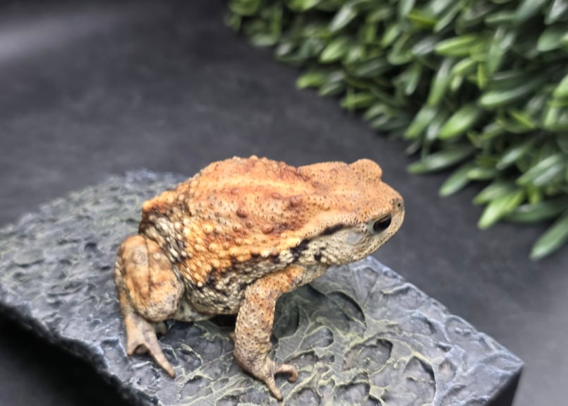8 ミヤコヒキガエル 7cm メス 大東島産 | ワガママなガマママ