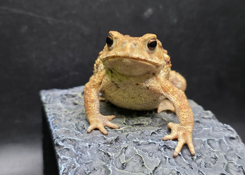 8 ミヤコヒキガエル 7cm 撮影に協力的なカメラ大好きなメス 大東島産