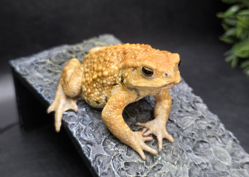 12 ミヤコヒキガエル 7cm 手足むちむちオス 大東島産 | ワガママなガマママ