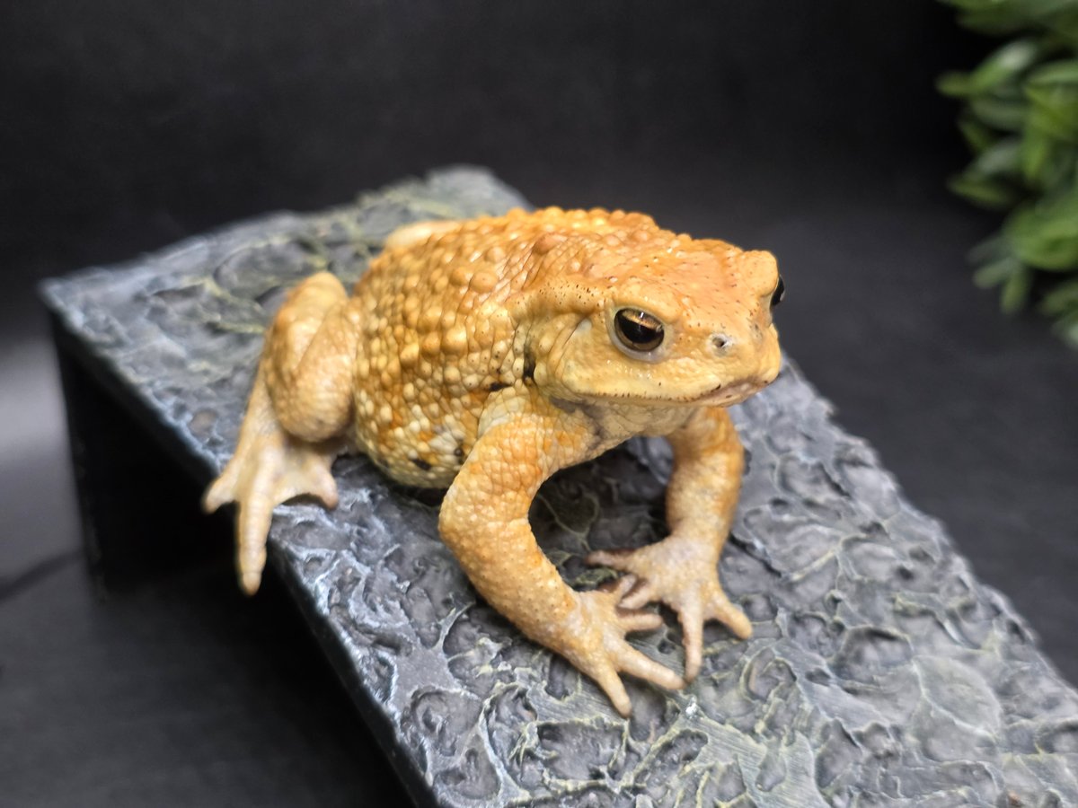 12 ミヤコヒキガエル 7cm 手足むちむちオス 大東島産 | ワガママなガマママ