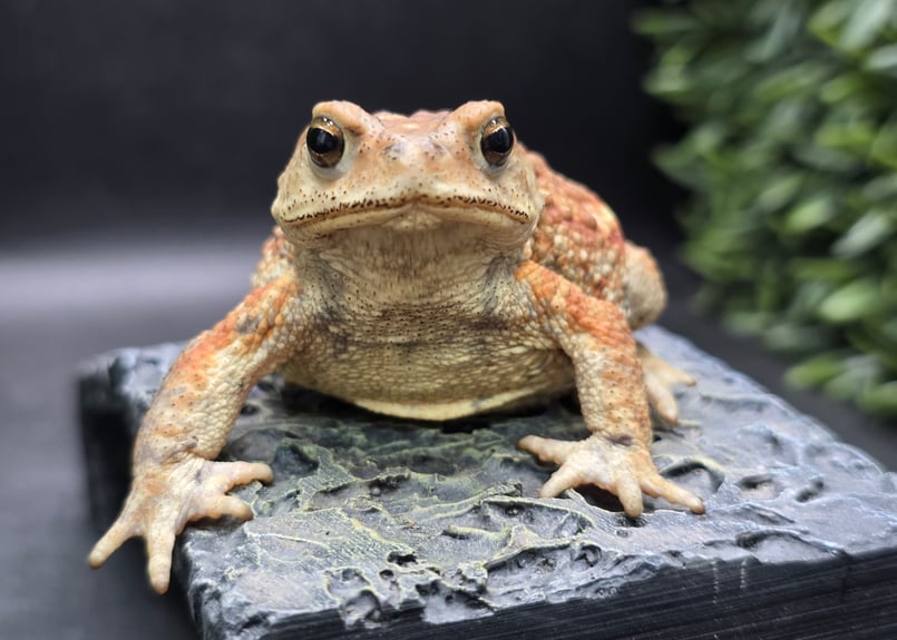 9 ミヤコヒキガエル 7cm メス 大東島産 | ワガママなガマママ