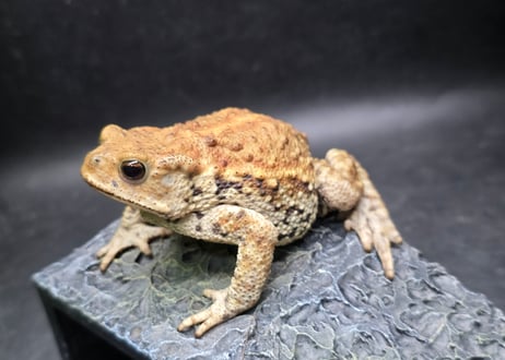 #4　ミヤコヒキガエル　8cm　メス　大東島産