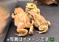 ■送料無料■ミヤコヒキガエル /ランダム3匹■　大東島産