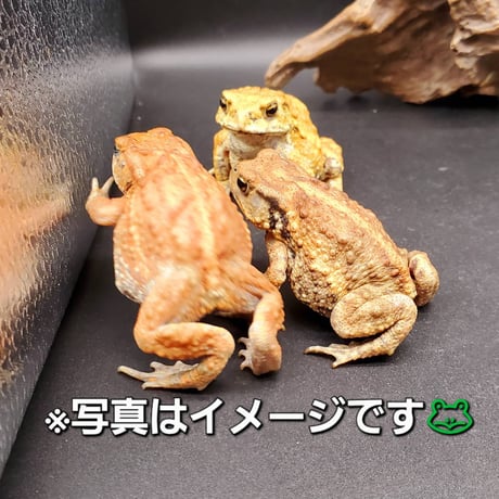 ミヤコヒキガエル | STORES