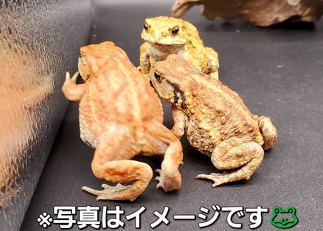 ITEM | ワガママなガマママ