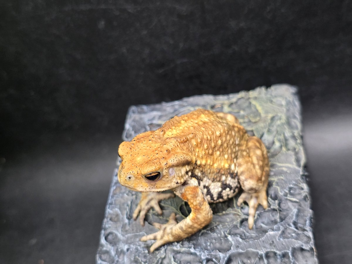 10 ミヤコヒキガエル 6cm 唇の形に特徴ある子 大東島産 | ワガママな