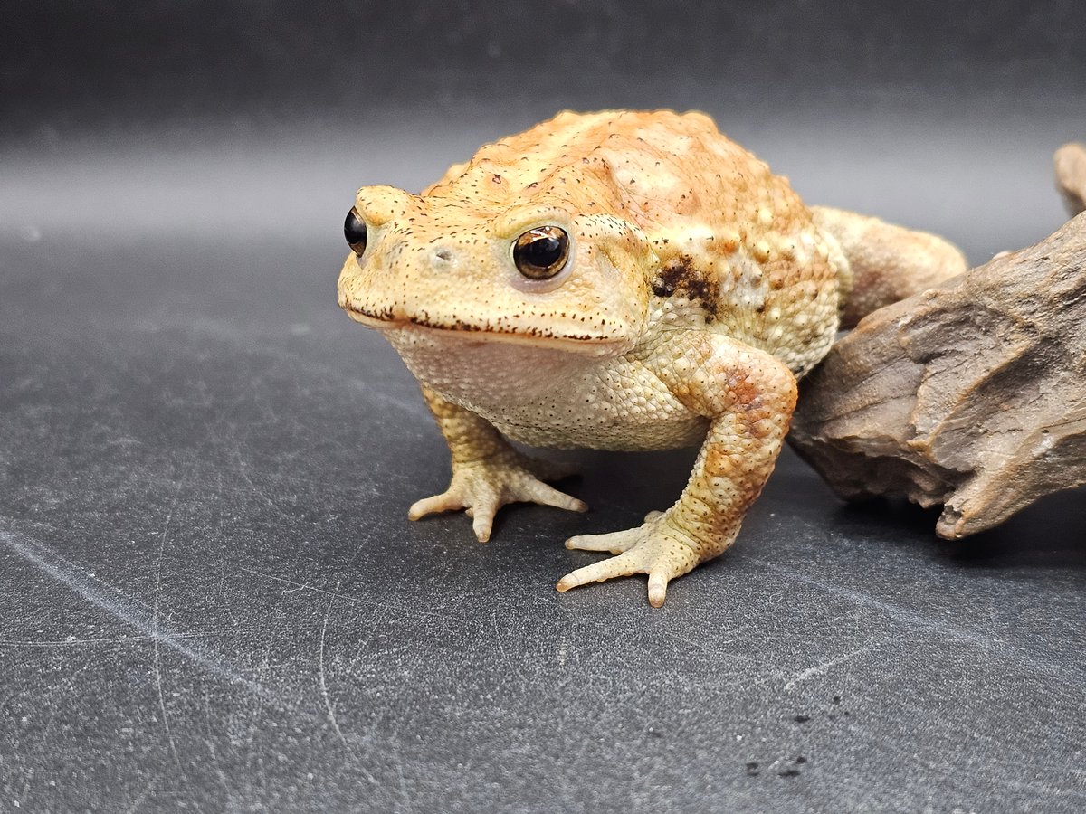 2 ミヤコヒキガエル 7.5cm メス 大東島産 | ワガママなガマママ