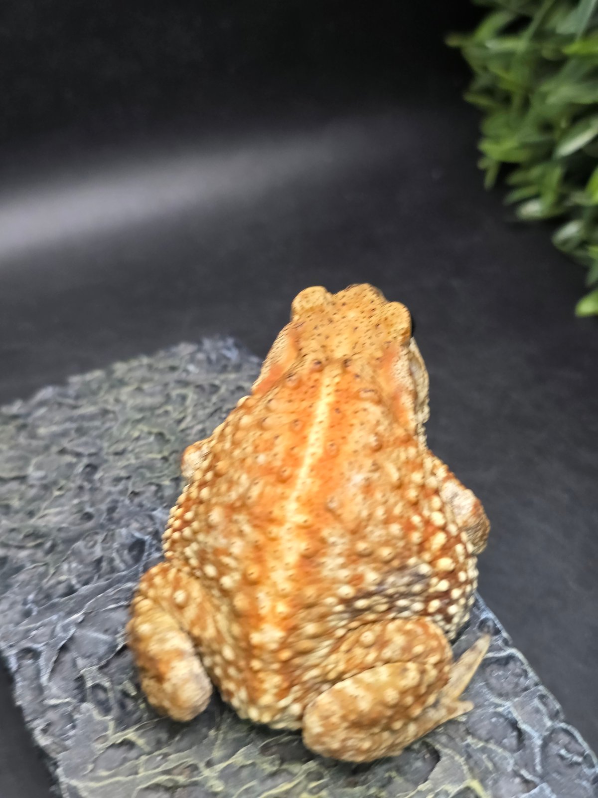 9 ミヤコヒキガエル 8cm 細かい模様と体のふっくら具合が可愛すぎる