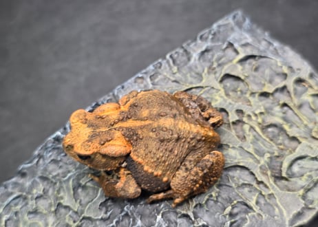 ガマガエルページ ワガママなガマママ