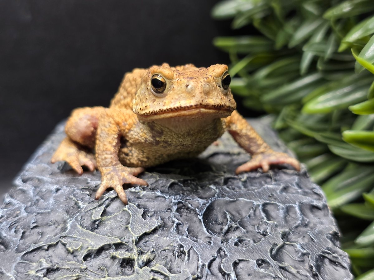 20 ミヤコヒキガエル 6cm 大東島産 | ワガママなガマママ