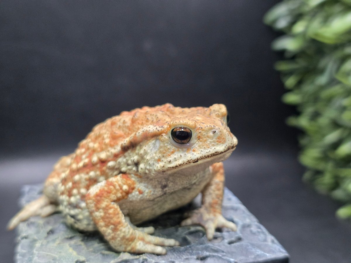 9 ミヤコヒキガエル 8cm 細かい模様と体のふっくら具合が可愛すぎる