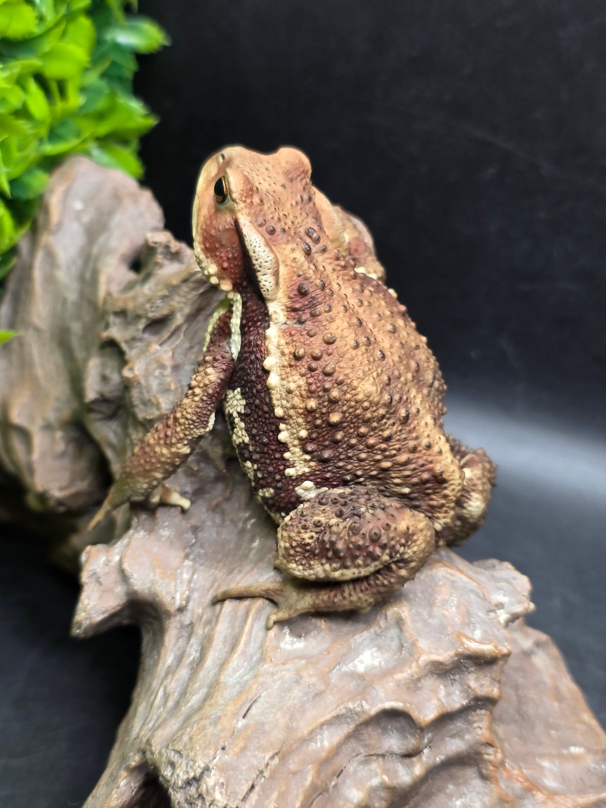 【レア】送料込☆えいちのみず・ワカガエル 楽天市場】（両生類）アズマヒキガエル WC個体 Lサイズ（3匹