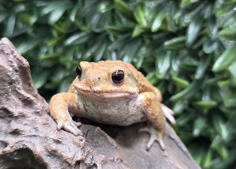 レア もうこやま キチガイヒキガエル ソフビ 2025年最新】もうこやま ソフビの人気アイテム - メルカリ