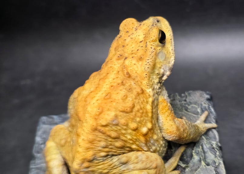 8 ミヤコヒキガエル 7cm オス 大東島産 | ワガママなガマママ