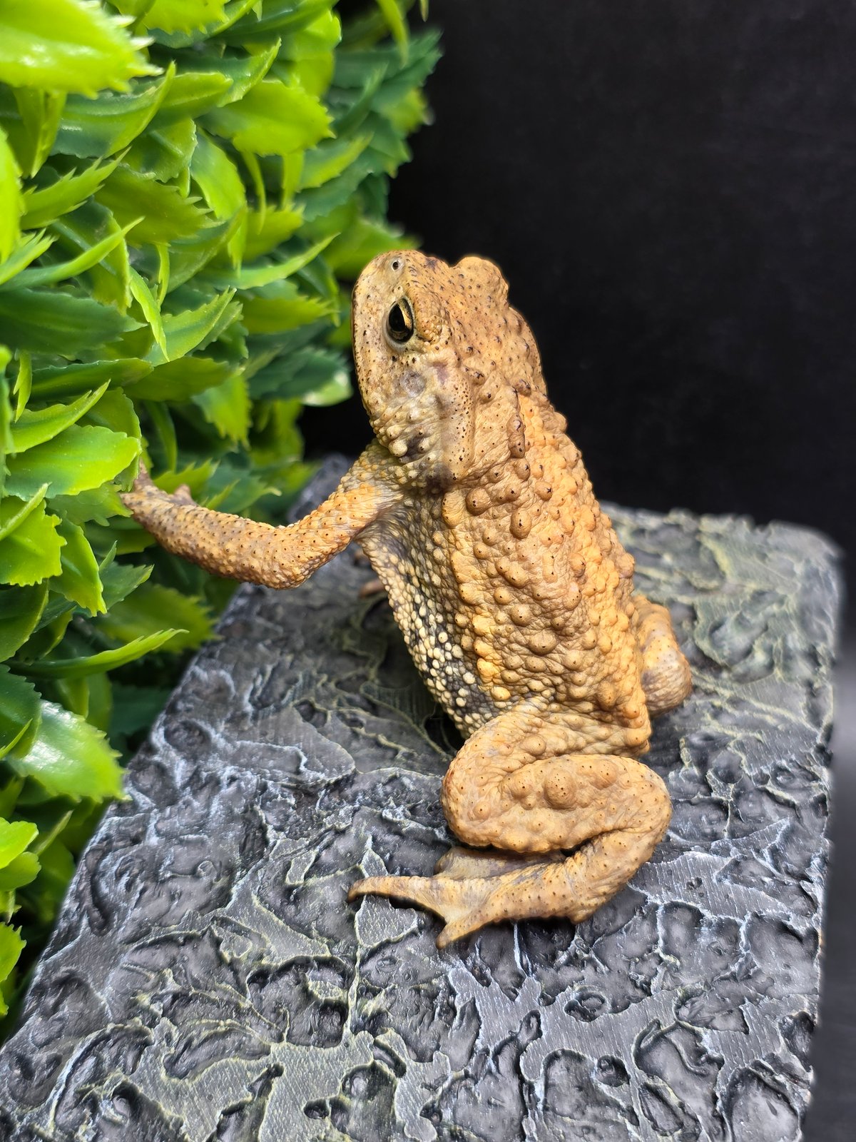 20 ミヤコヒキガエル 6cm 大東島産 | ワガママなガマママ