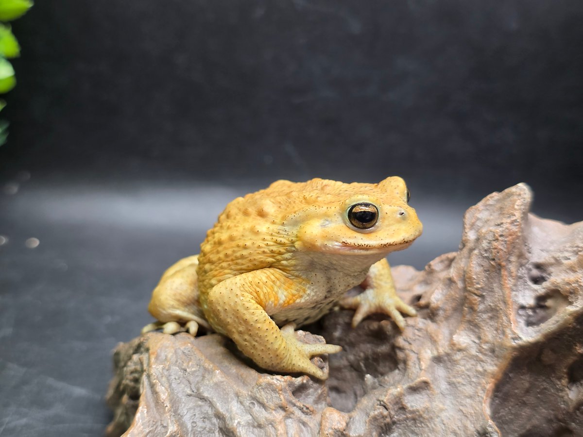 レア もうこやま キチガイヒキガエル ソフビ レア もうこやま キチガイヒキガエル ソフビ - メルカリ