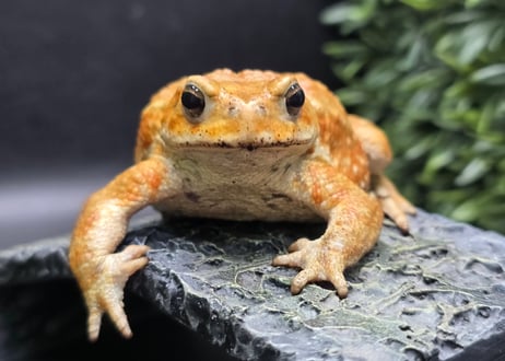 ワガママなガマママ