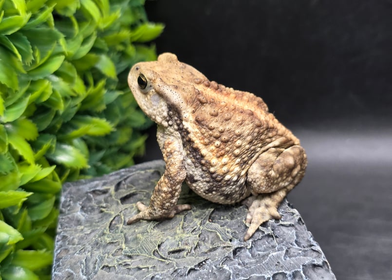17 ミヤコヒキガエル 7cm メス 大東島産 | ワガママなガマママ