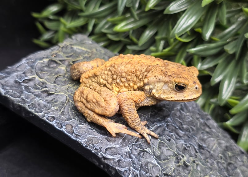 20 ミヤコヒキガエル 6cm 大東島産 | ワガママなガマママ