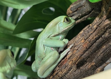 ITEM | ワガママなガマママ