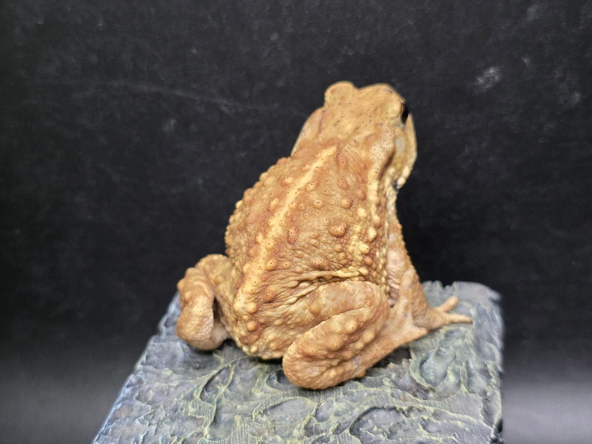 8 ミヤコヒキガエル 7cm 撮影に協力的なカメラ大好きなメス 大東島産