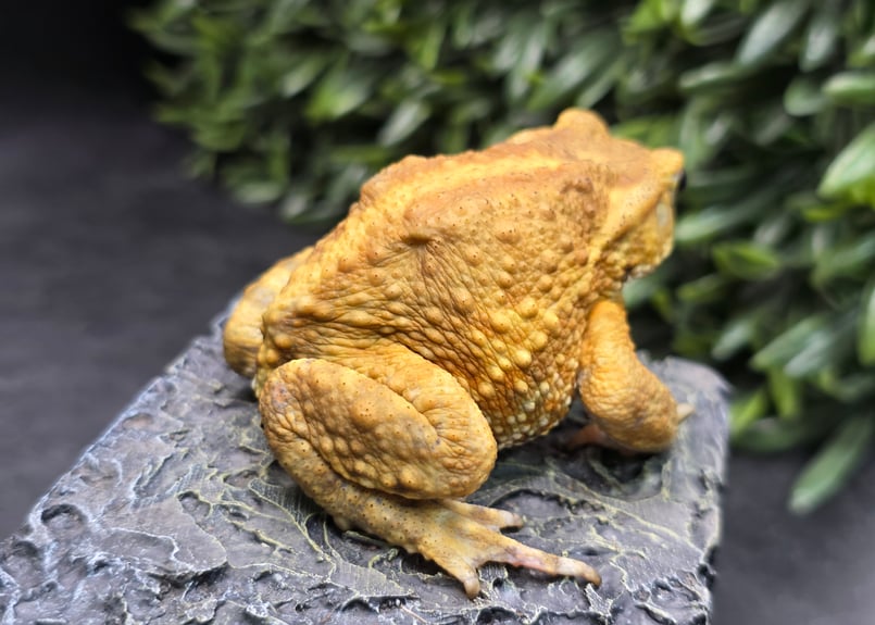 12 ミヤコヒキガエル 7cm オス 大東島産 | ワガママなガマママ