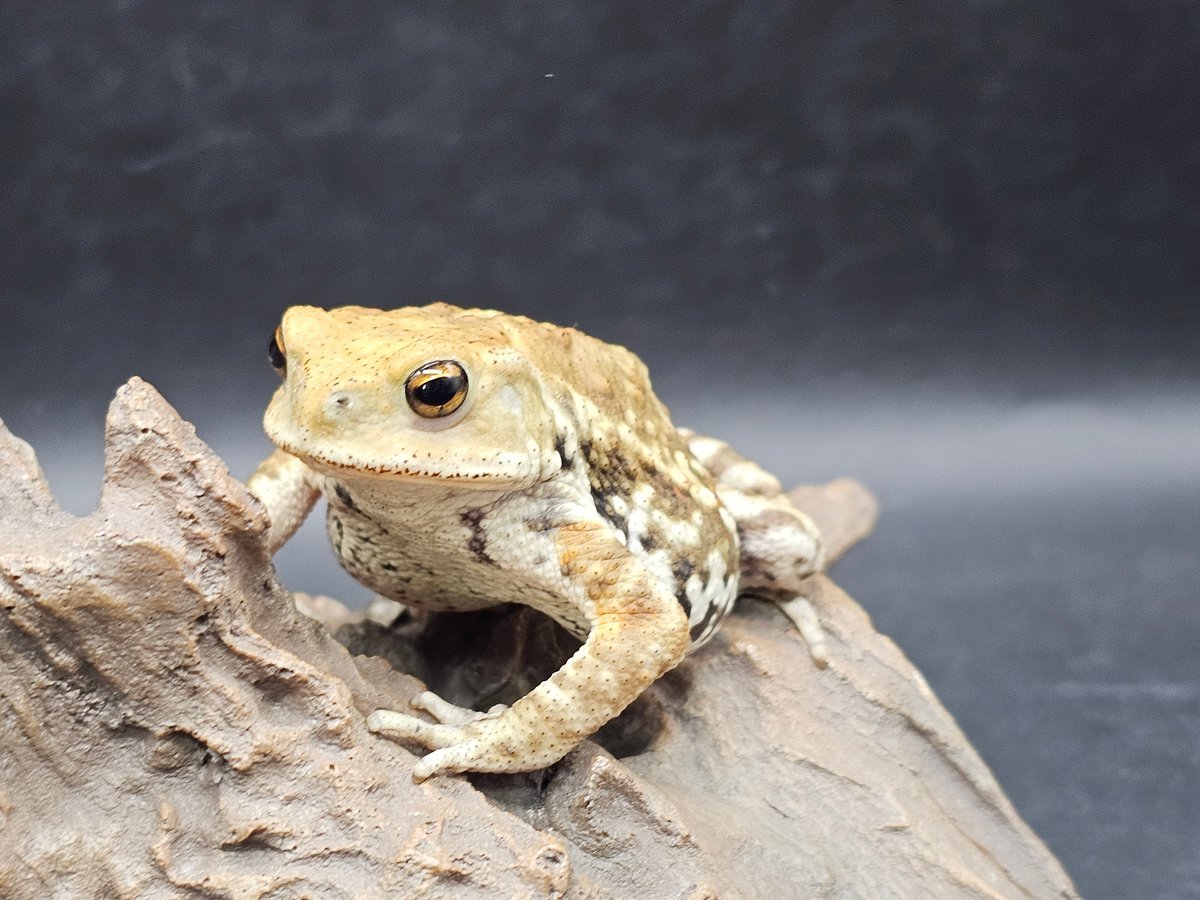 7 ミヤコヒキガエル 7cm メス 大東島産 | ワガママなガマママ