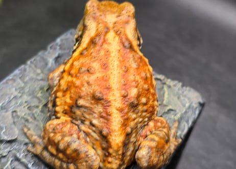 ワガママなガマママ