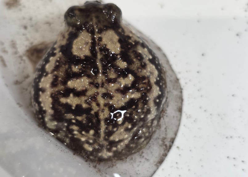 ☆アメフクラガエル 1匹 約3.5cm | ワガママなガマママ