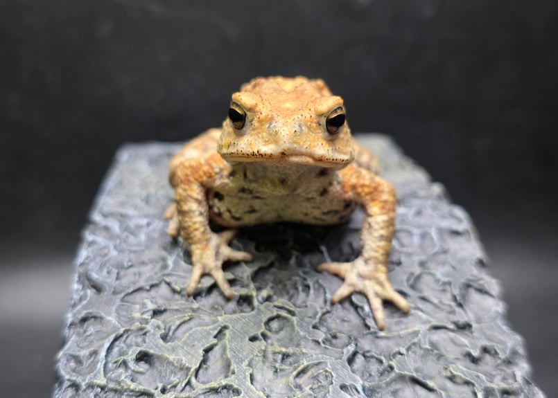 10 ミヤコヒキガエル 6cm 唇の形に特徴ある子 大東島産 | ワガママな