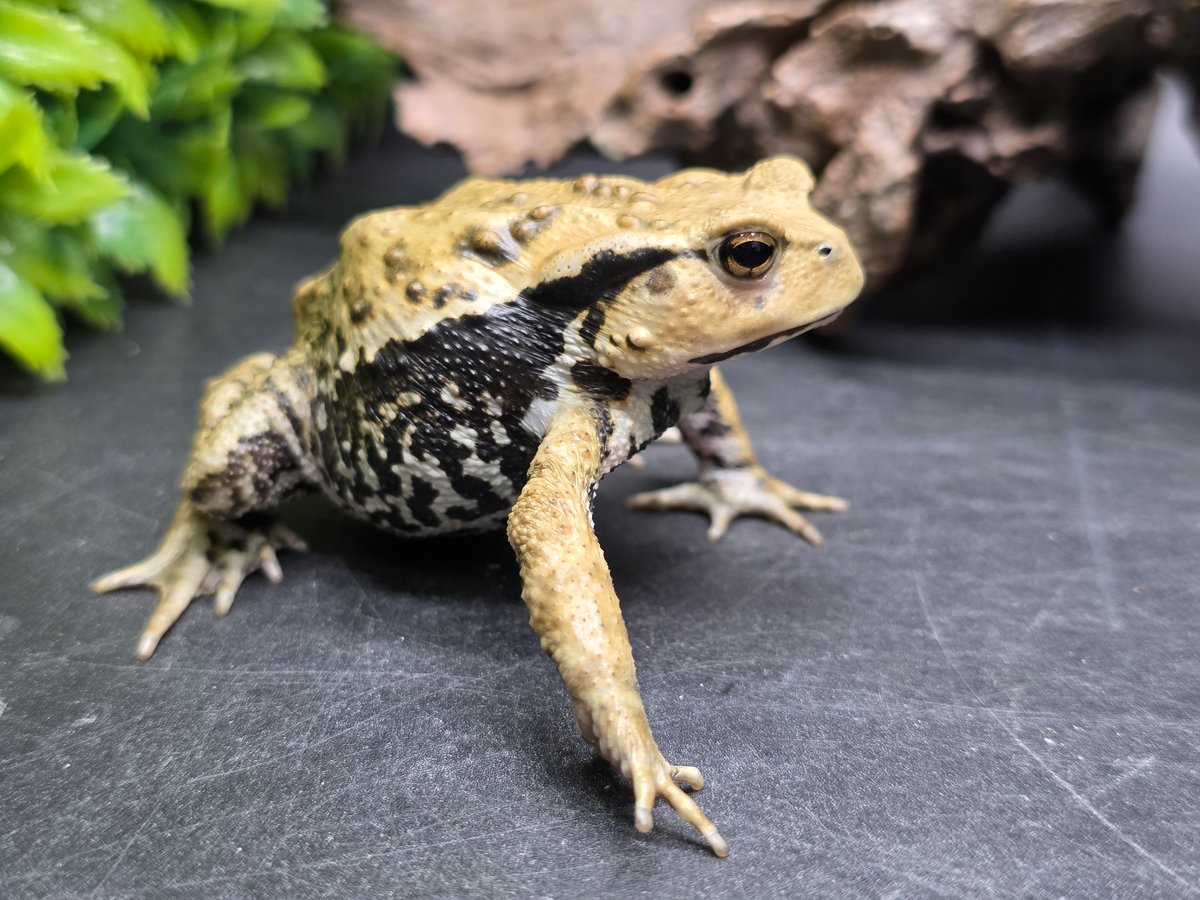○#5 アズマヒキガエル 7cm メス？ | ワガママなガマママ
