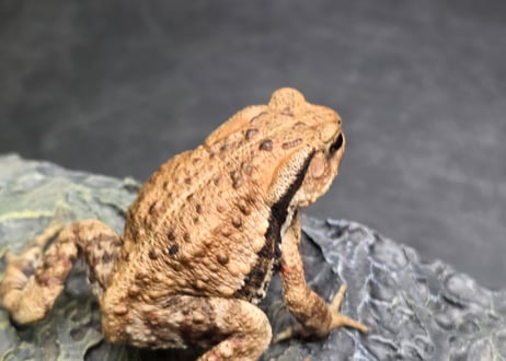 ●#3  アズマヒキガエル　5.5cm