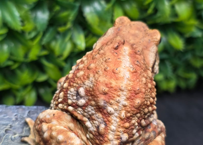 3 ミヤコヒキガエル 8cm メス 大東島産 | ワガママなガマママ