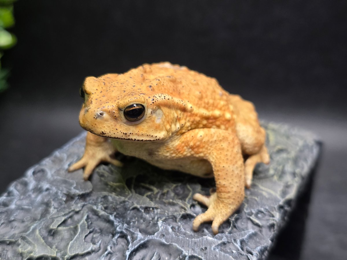 2 ミヤコヒキガエル 7cm オス 大東島産 | ワガママなガマママ