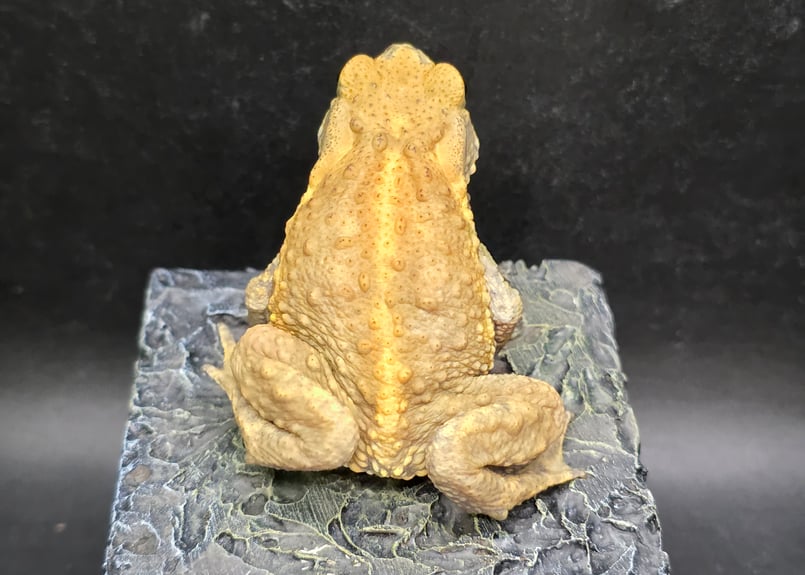 17 ミヤコヒキガエル 6cm 大東島産 | ワガママなガマママ