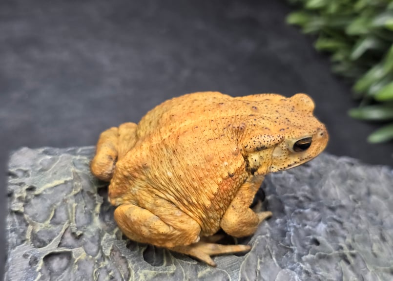 10 ミヤコヒキガエル 7cm 目がキレイなオス 大東島産 | ワガママなガマママ