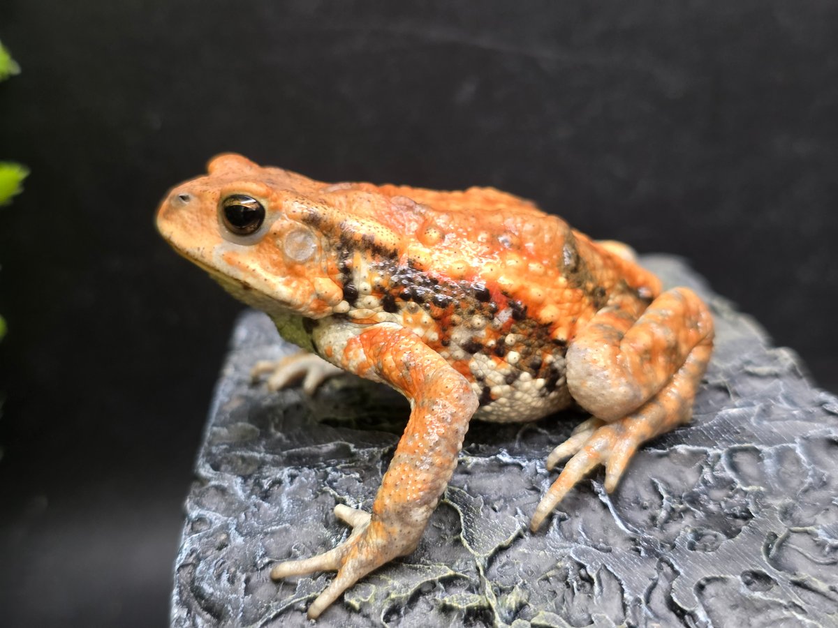 16 ミヤコヒキガエル 6.5cm しっっっぶい(渋い)柄のメス 大東島産