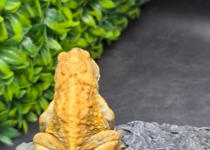 8 ミヤコヒキガエル 7cm オス 大東島産 | ワガママなガマママ