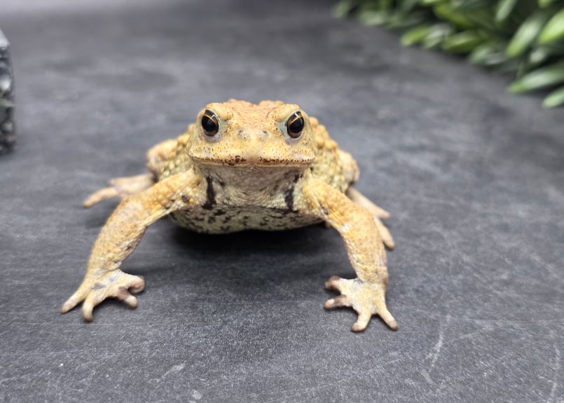 16 ミヤコヒキガエル 7cm オス 大東島産 | ワガママなガマママ