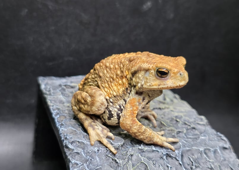 10 ミヤコヒキガエル 6cm 唇の形に特徴ある子 大東島産 | ワガママな