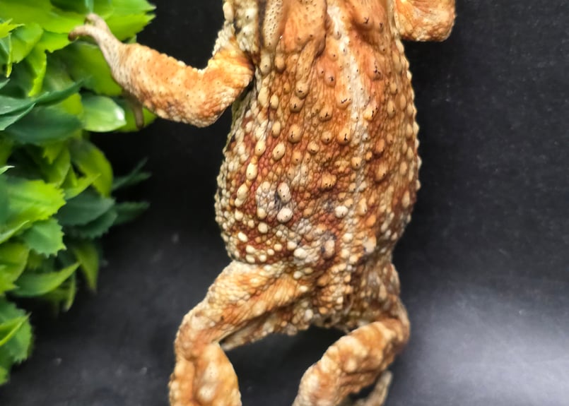 3 ミヤコヒキガエル 8cm メス 大東島産 | ワガママなガマママ
