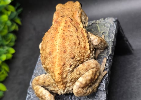 #4　ミヤコヒキガエル　8cm　メス　大東島産