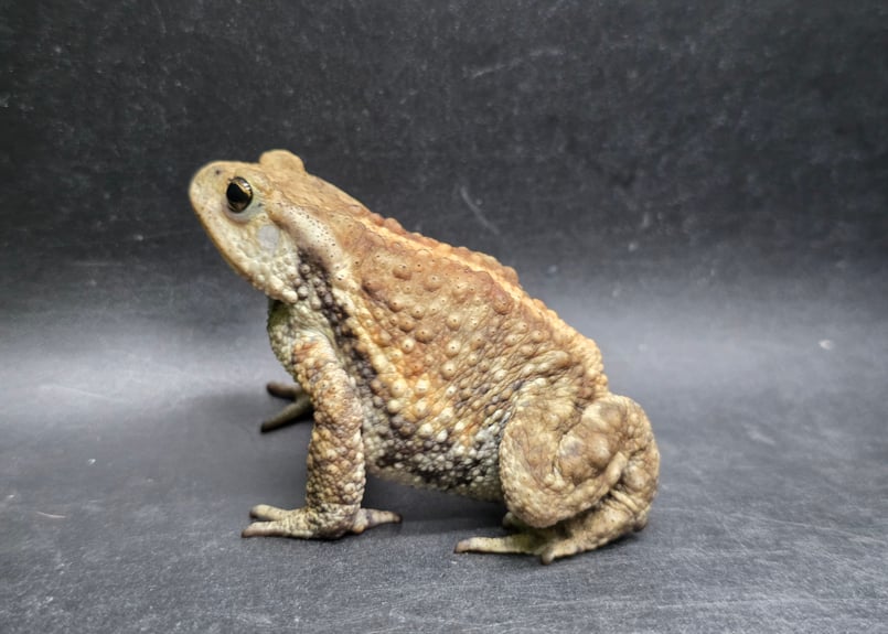 17 ミヤコヒキガエル 7cm メス 大東島産 | ワガママなガマママ
