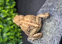 #13　ミヤコヒキガエル　7cm　大胆な動きのオス　大東島産