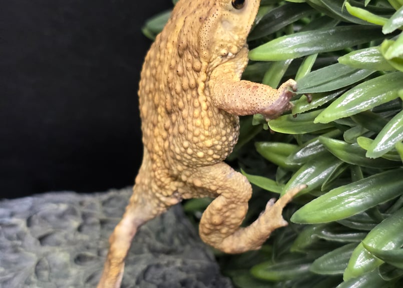 ⚠️コロミー【確認用】②キタアカリ M 3kg・ピルカ S 5kg 8kg ⚠️コロミー様専用【確認用】②キタアカリ M 3kg・ピルカ S 5kg 8kg