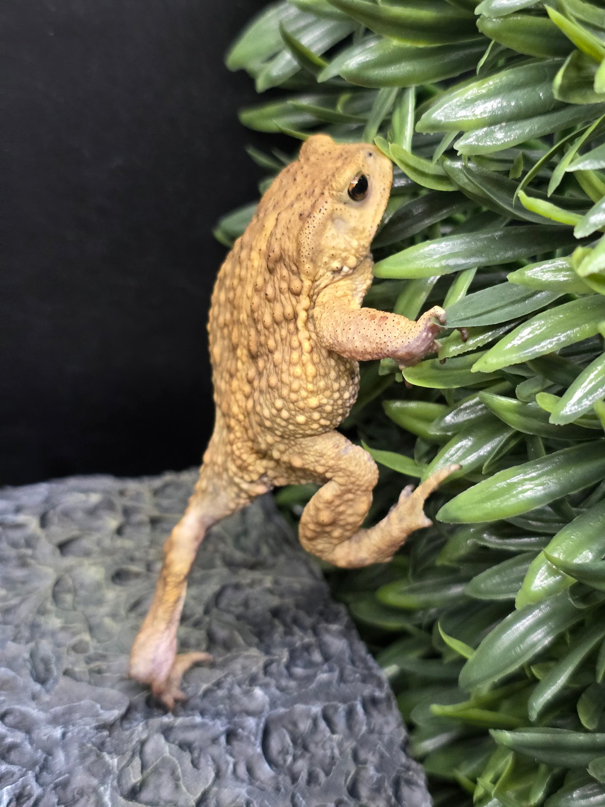 アンティーク　屋久杉ヒキガエル アンティーク 屋久杉ヒキガエル