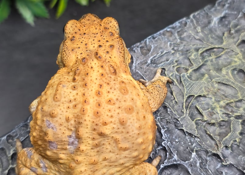 12 ミヤコヒキガエル 6.5cm オス 大東島産 | ワガママなガマママ