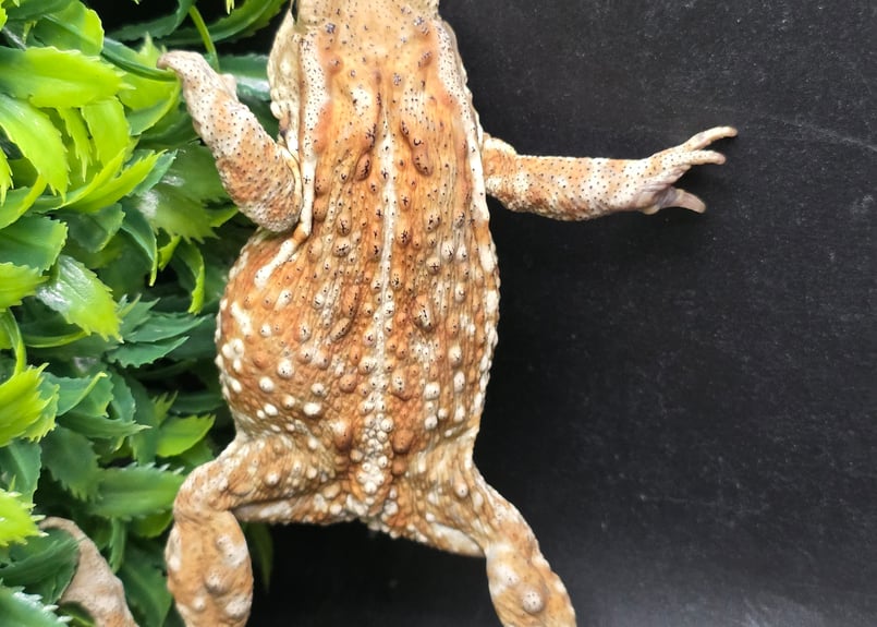 12 ミヤコヒキガエル 8.5cm メス 大東島産 | ワガママなガマママ