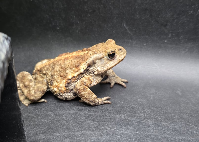 17 ミヤコヒキガエル 7cm メス 大東島産 | ワガママなガマママ