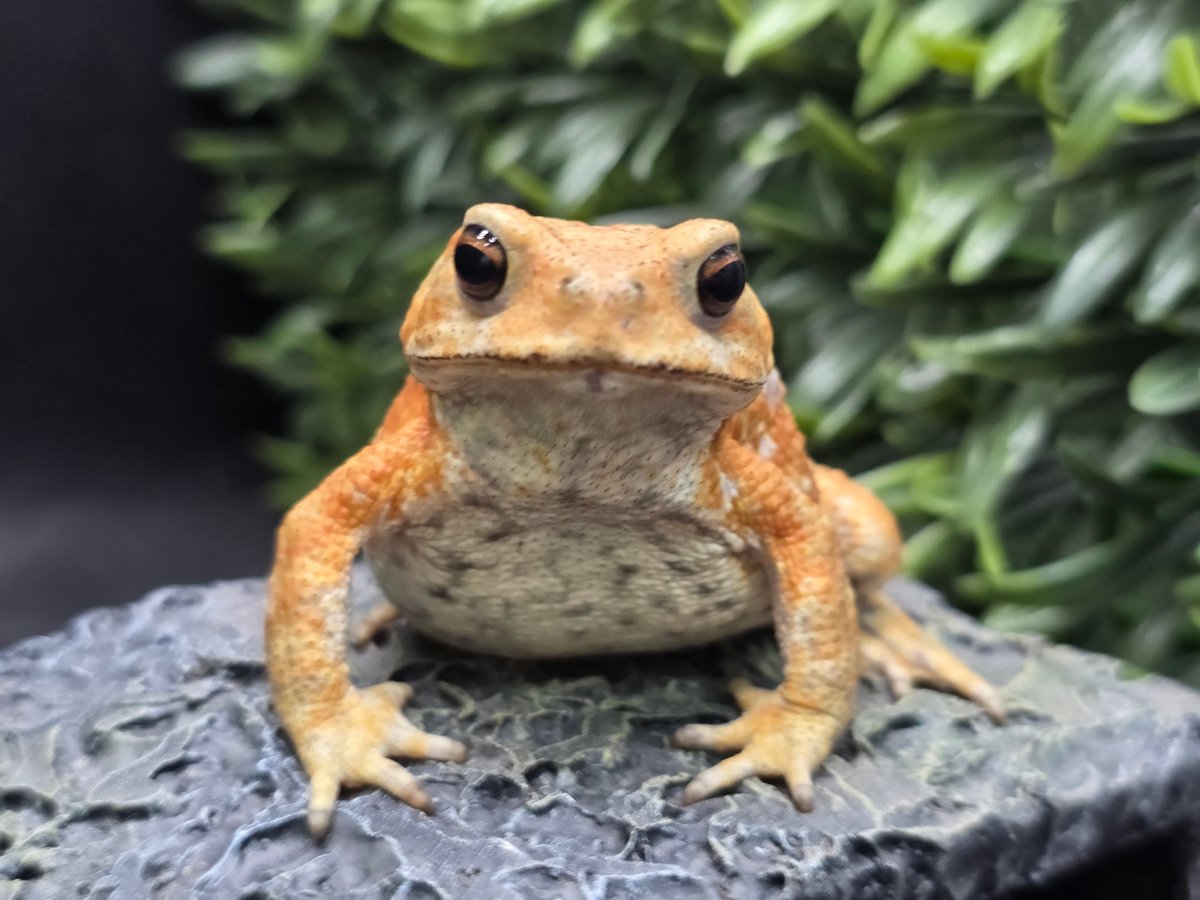 カエルの標本 ガラス製 約6cm ミヤコヒキガエル ミヤコヒキガエル | STORES